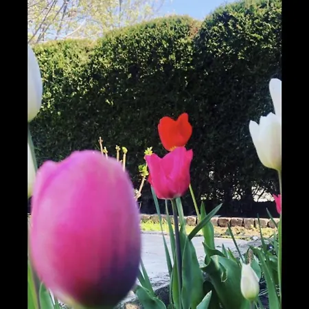 The House Of Roses Gasthuis Eforie Nord