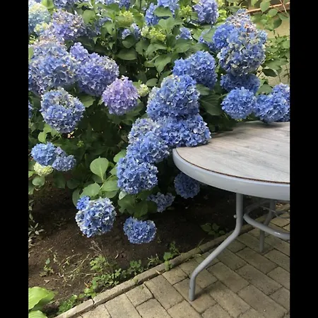 Gasthuis The House Of Roses 4*