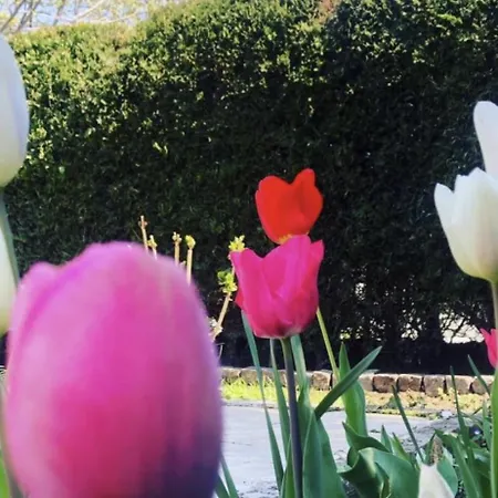 Konukevi The House Of Roses 4*