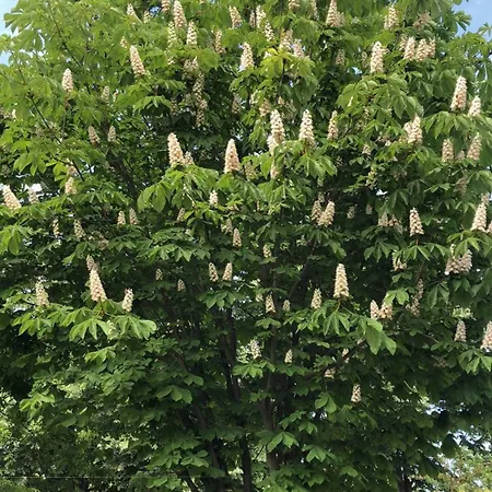 The House Of Roses Гостьовий будинок 4*