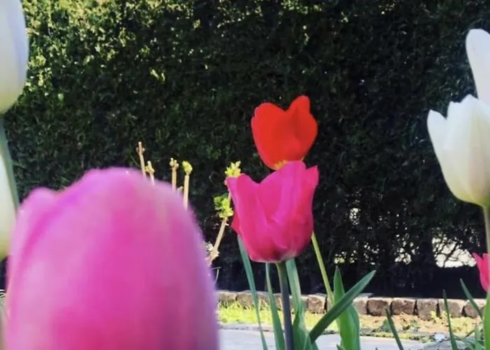 Guest house The House Of Roses 4*