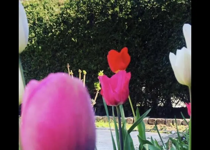 The House Of Roses בית הארחה אפורי נורד