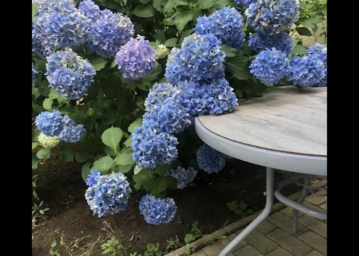 בית הארחה The House Of Roses 4*