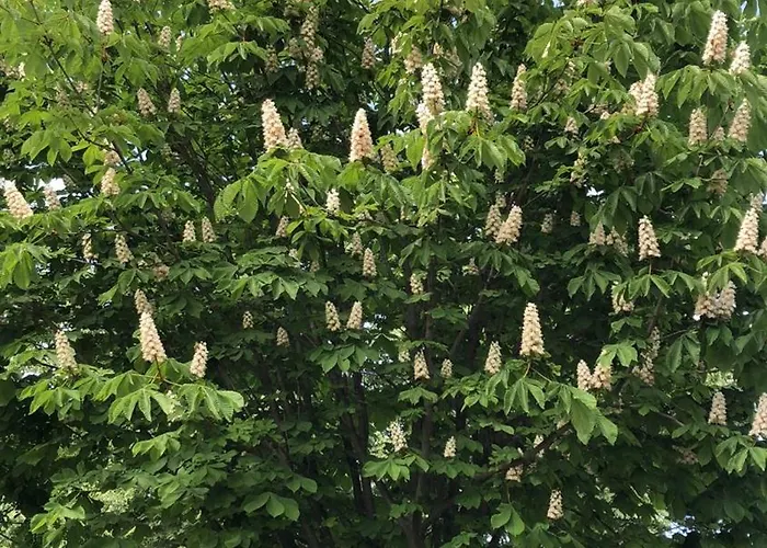 The House Of Roses Guest house 4*